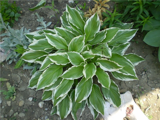 hosta